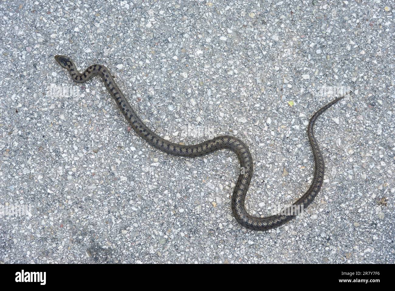 Vipera europea (Vipera) su una strada nelle Alpi calcaree dell'alta Austria. berus ha una vasta gamma. Si trova in tutta la massa terrestre eurasiatica Foto Stock