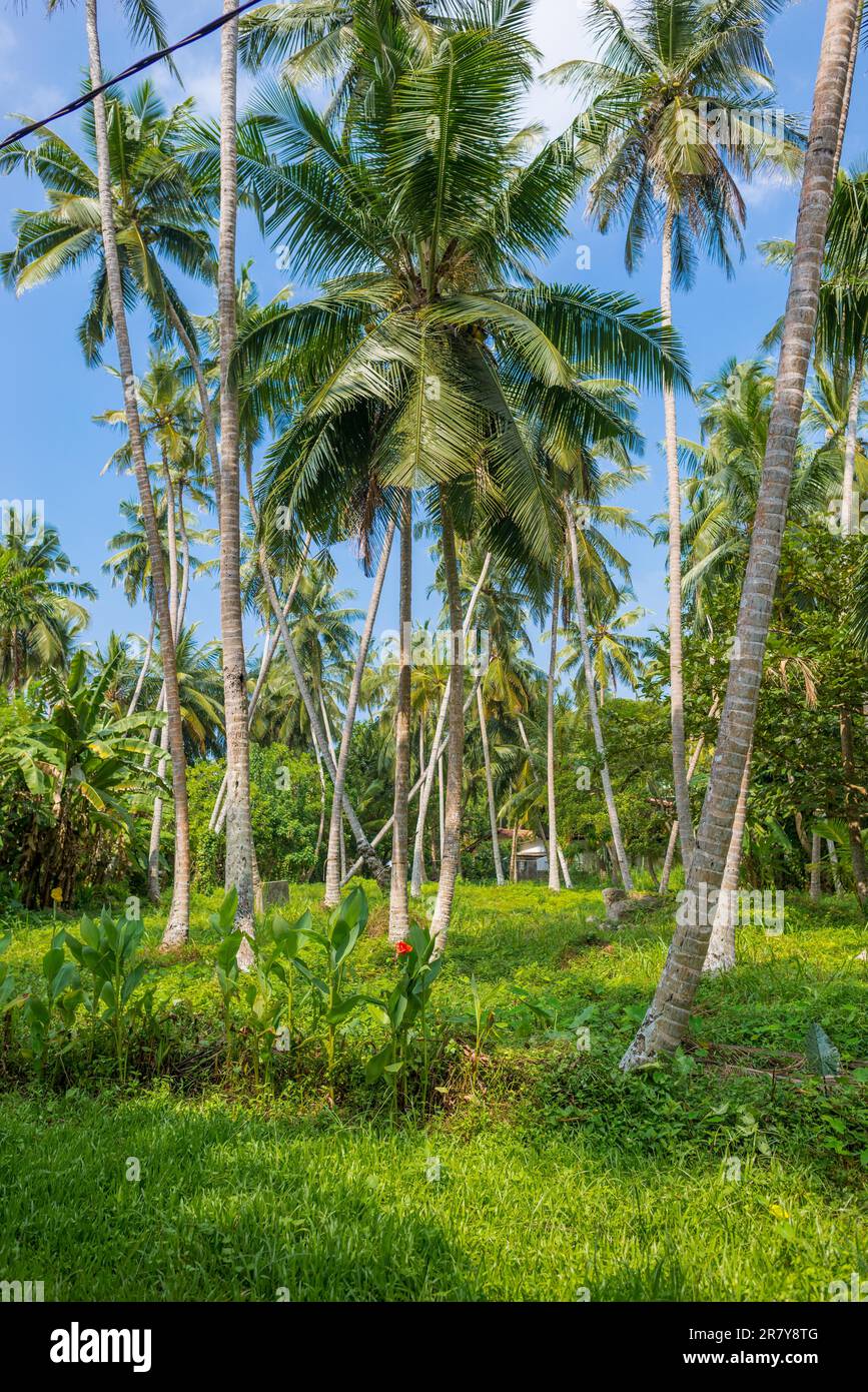 Le noci di cocco sono tra i prodotti alimentari di base dello Sri Lanka. Sono noti per la loro grande versatilità, che spazia dal cibo alla cosmesi Foto Stock