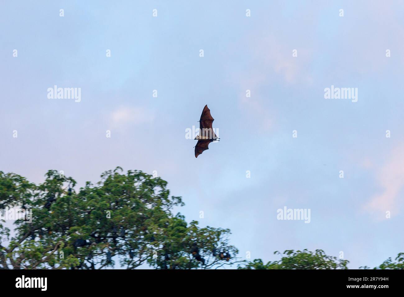 Grande volpe volando intorno agli alberi della piccola città Tissamaharama in serata. Tutto il giorno, un sacco di pipistrelli sono appesi nel grande Foto Stock