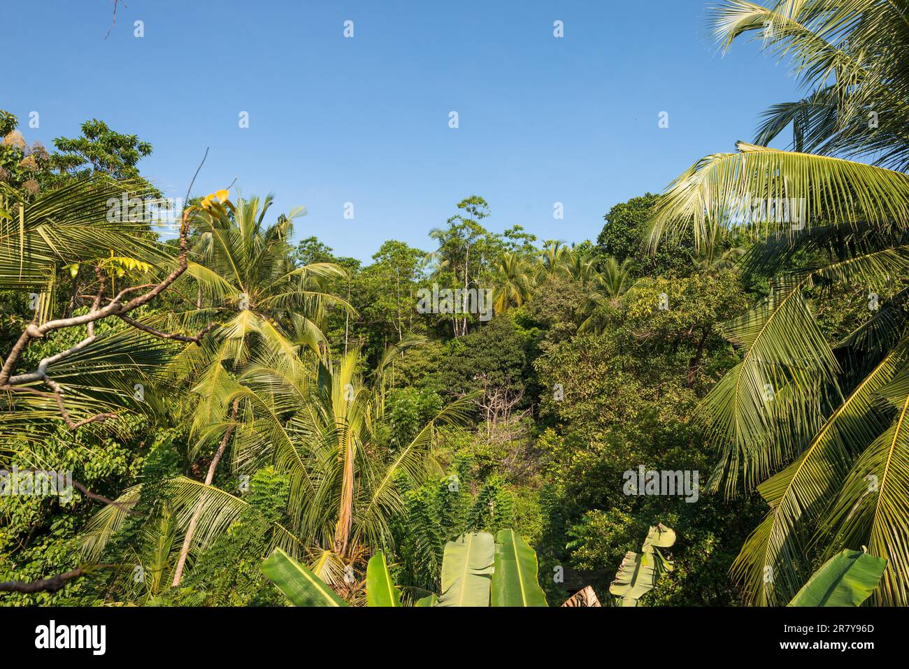 Unawatuna cortile, guardare al lato giungla. Vista sulla collina di Rumassala in Unawatuna con la sua vegetazione incredibile. Tutti i tipi di alberi e piante Foto Stock