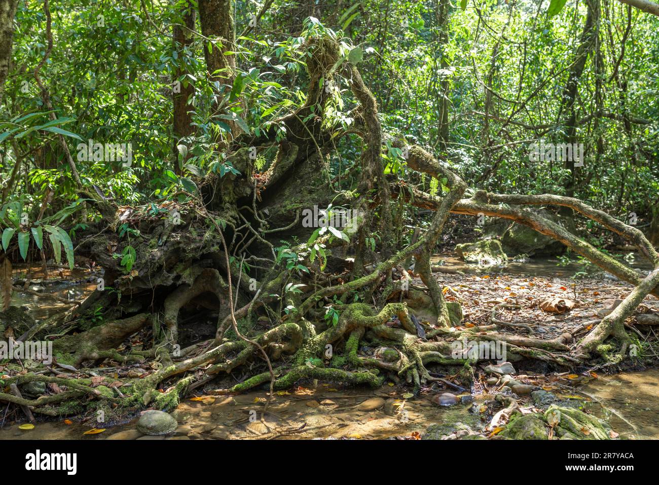 Radici da un albero caduto sulla strada per la grotta Nam Talu nella giungla del parco nazionale Khao Sok in Thailandia Foto Stock