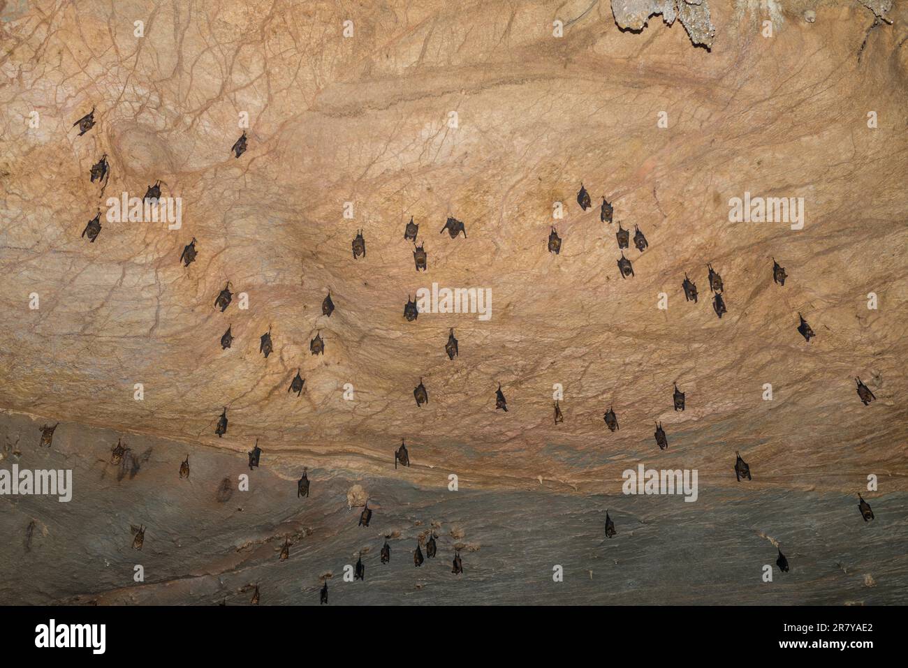 La speleologia nel Nam Talu grotta nel parco nazionale di Khao Sok in Thailandia Foto Stock
