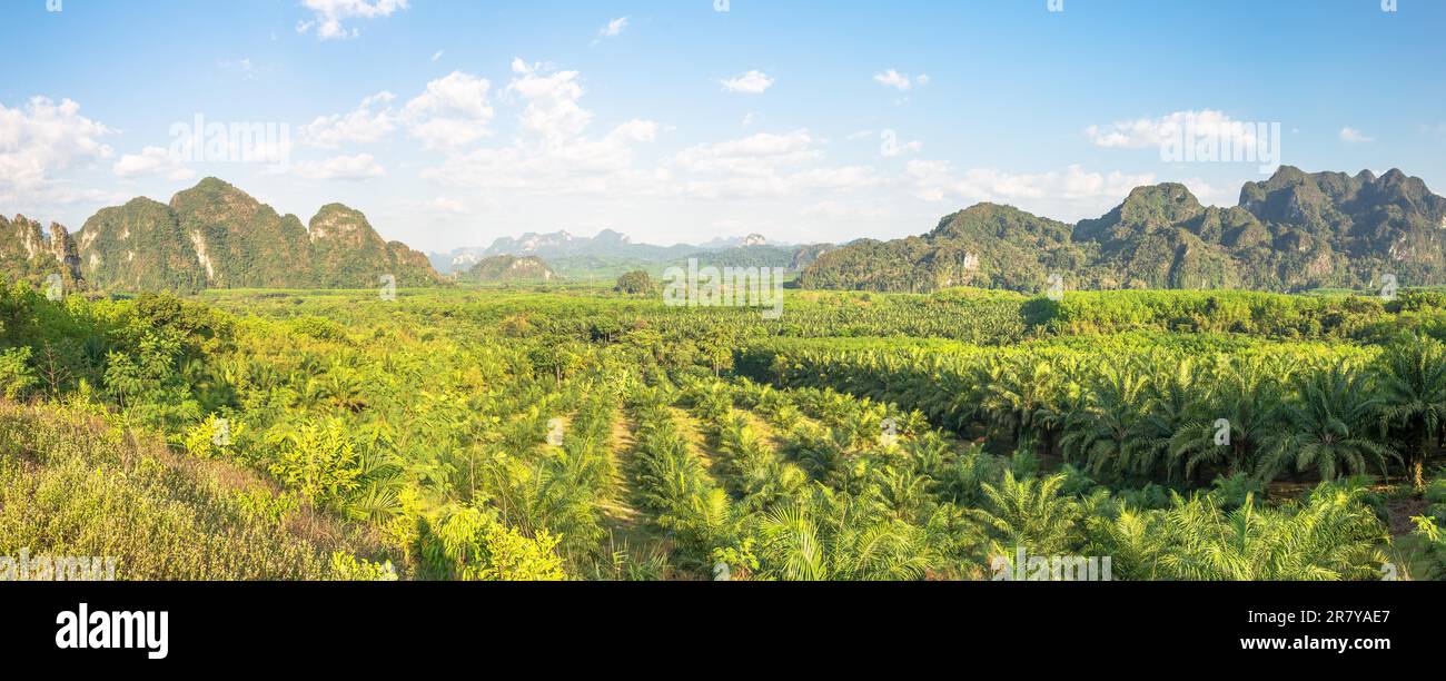 Vista sulle piantagioni di palme da olio e alberi di gomma nel sud della Thailandia. Sullo sfondo le montagne e la giungla del parco nazionale Khao Sok Foto Stock