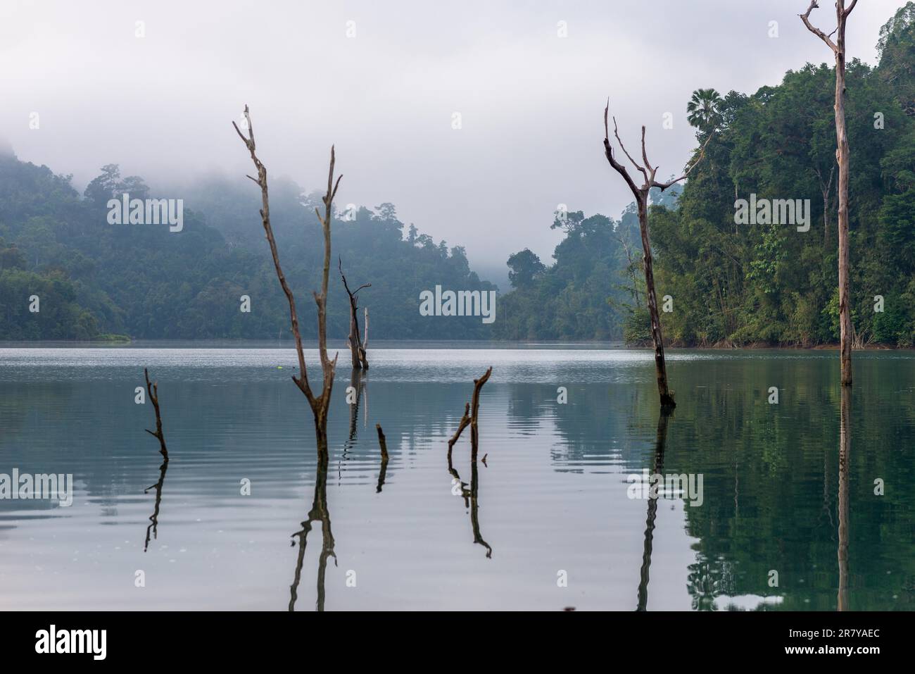 Il parco nazionale Khao Sok con il lago Cheow LAN è la più grande area di foresta vergine nel sud della Thailandia. Rocce calcaree, giungla e carsico Foto Stock