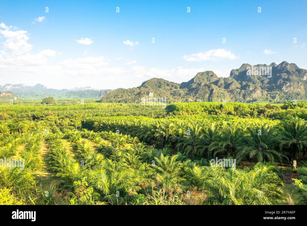 Vista sulle piantagioni di palme da olio e alberi di gomma nel sud della Thailandia. Sullo sfondo le montagne e la giungla del parco nazionale Khao Sok Foto Stock
