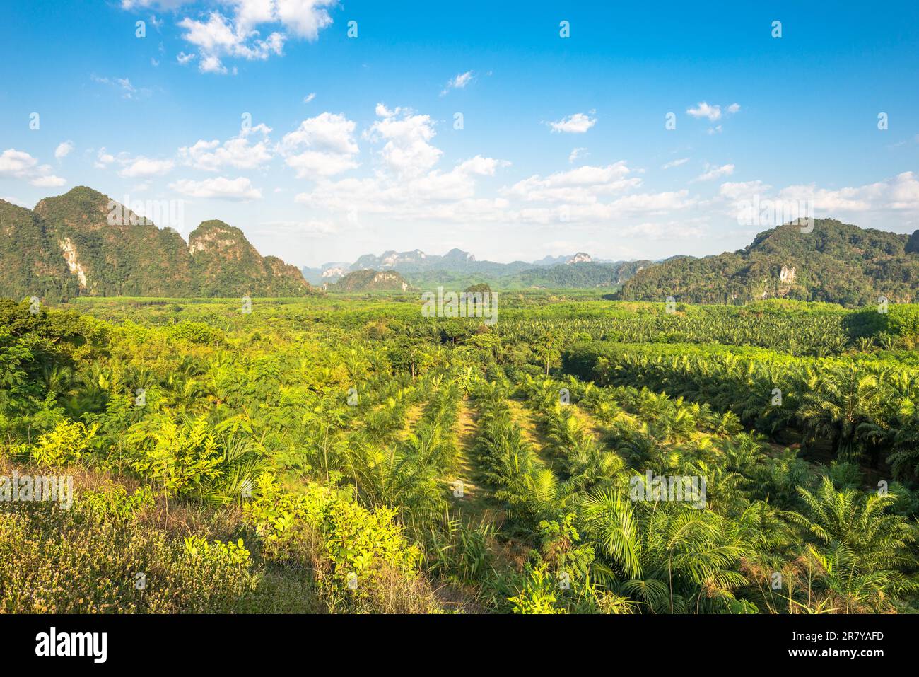 Vista sulle piantagioni di palme da olio e alberi di gomma nel sud della Thailandia. Sullo sfondo le montagne e la giungla del parco nazionale Khao Sok Foto Stock