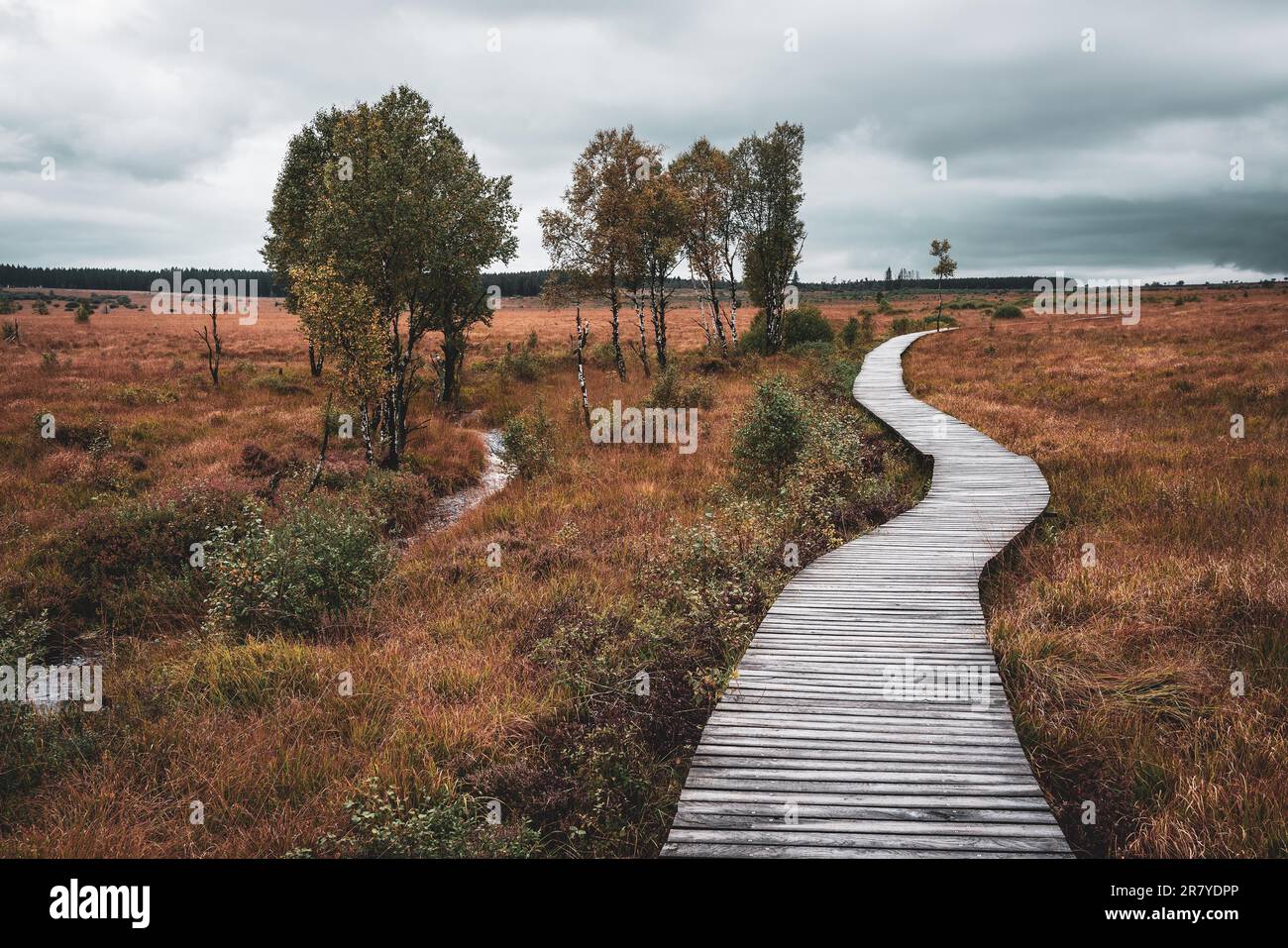 Sentiero in legno nel Parco Naturale dell'Eifel High Fens Foto Stock