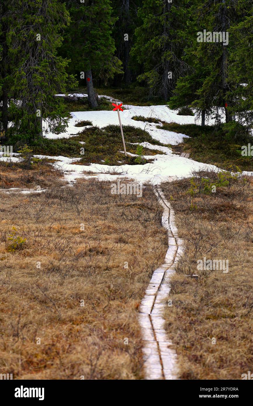 Assi che conducono attraverso palude nella Svezia settentrionale, la neve sta bloccando la strada. Foto Stock