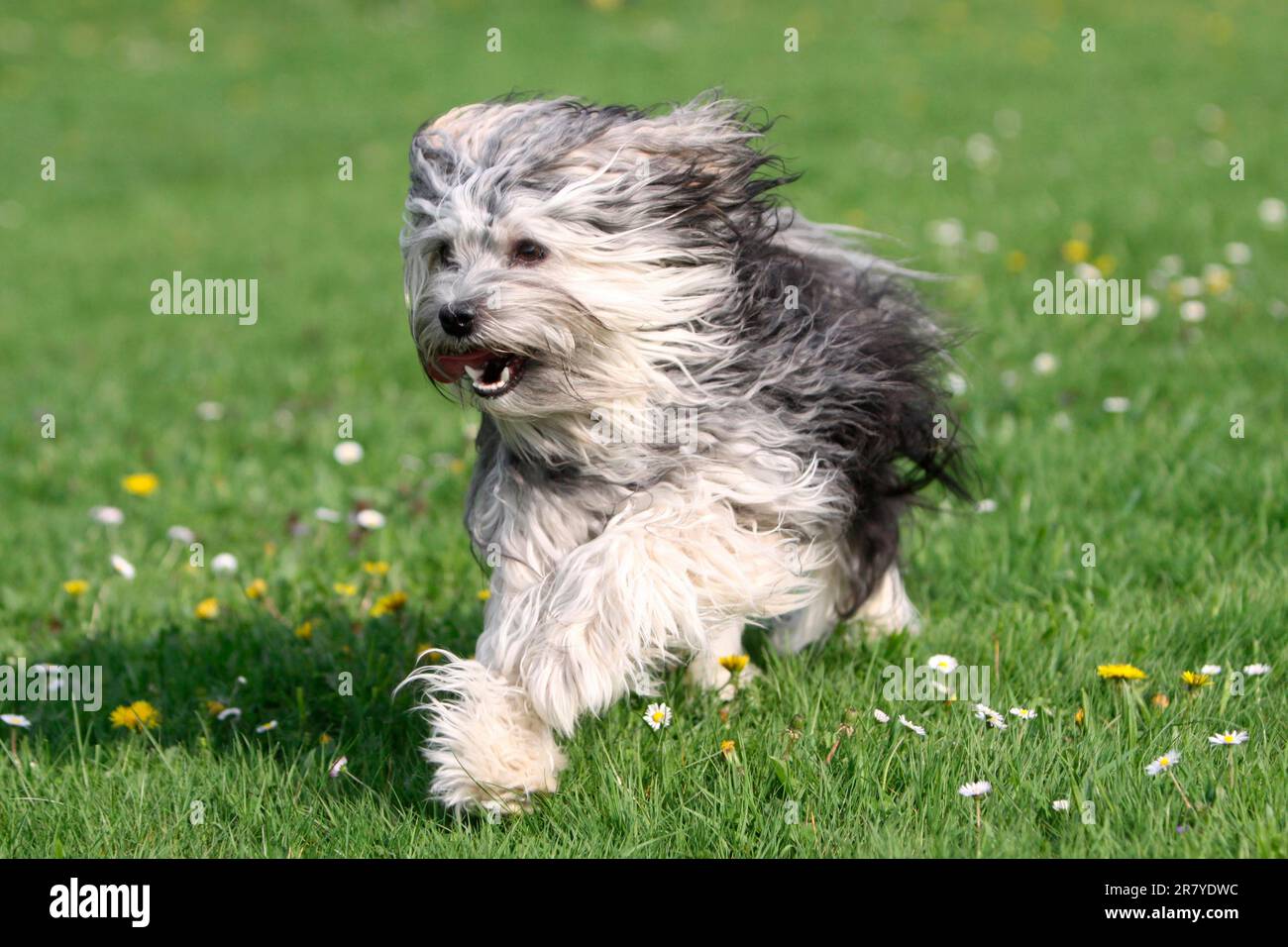 Piccolo cane leone Foto Stock