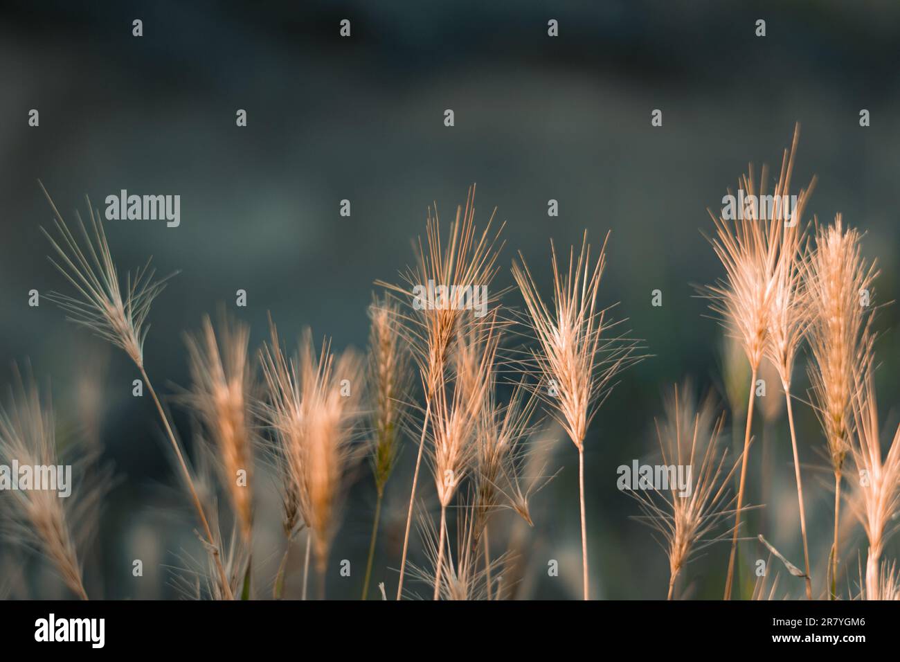 Un primo piano di Hordeum murinum, noto anche come orzo da parete, che cresce in un ambiente naturale all'aperto Foto Stock