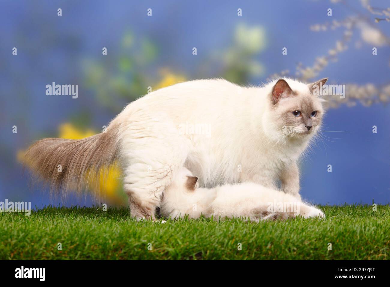 Gatto sacro di Birmania, punto blu, gattino in allattamento, 7 settimane, Birmania Foto Stock