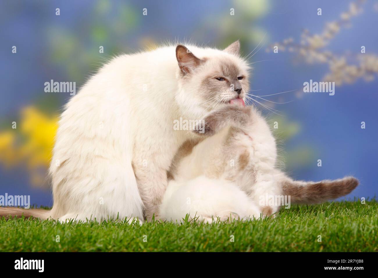 Gatto sacro di Birmania, punto blu, gattino in allattamento, 7 settimane, Birmania Foto Stock