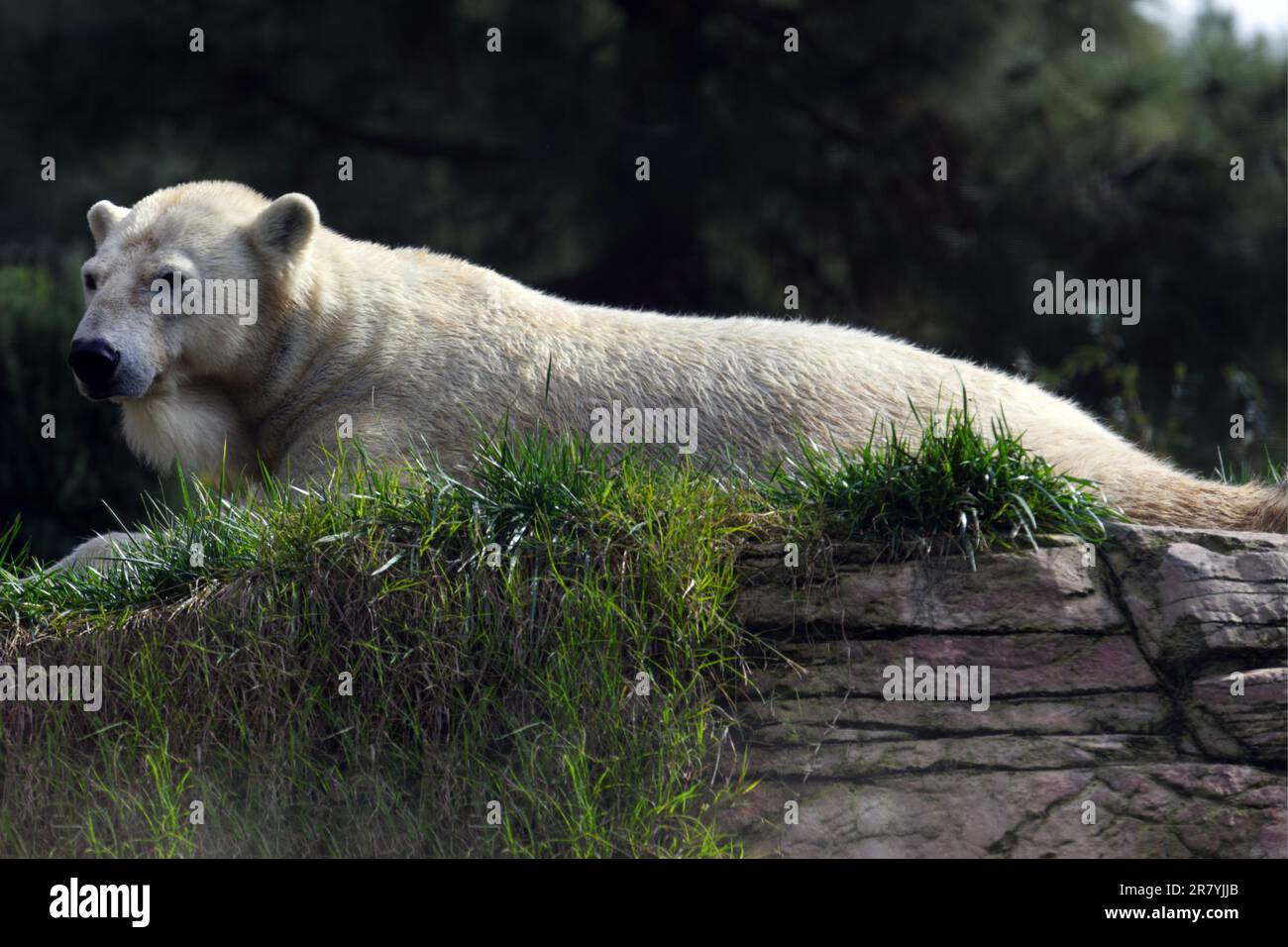 Un maestoso orso polare poggia su un grande sperone roccioso nel suo habitat naturale Foto Stock