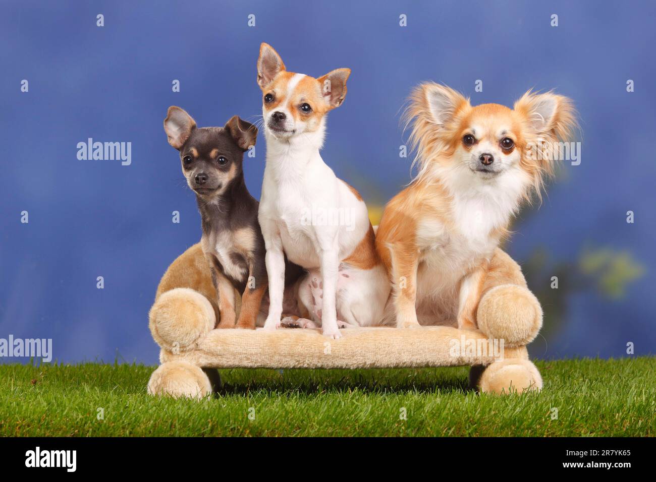 Chihuahua, con capelli lunghi e corti, con cucciolo, 4 mesi, divano per cani, lettino Foto Stock