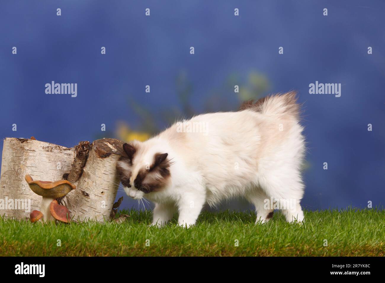 Neva Masquarade, Seal-tortie-point-white, testa di sfregamento al tronco dell'albero, Gatto della foresta Siberiana, Gatto Siberiano, Siberia, Neva Masquerade Foto Stock