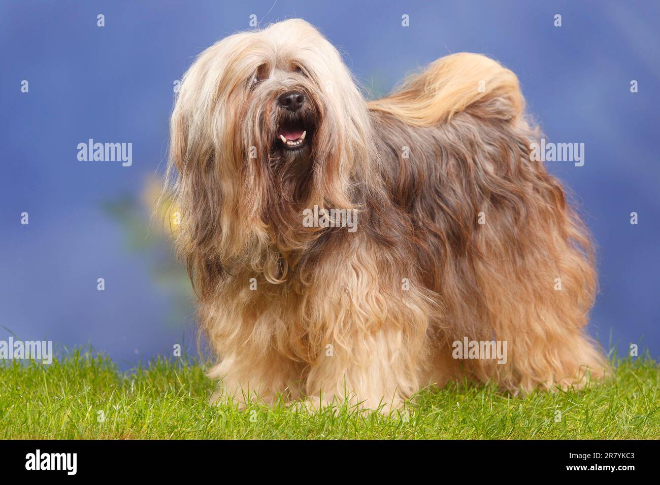 Terrier tibetano Foto Stock