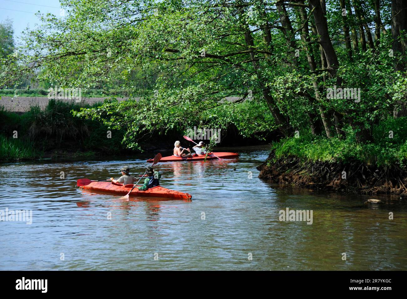 Kayak sulla Little Nete, Canoeist, Retie, Fiandre, Belgio Foto Stock