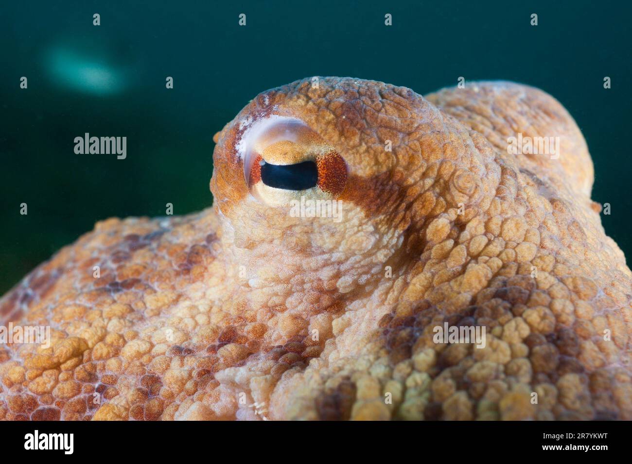 Occhi, Polpo comune europeo, Costa Brava, Spagna (Octopus vulgaris) Foto Stock