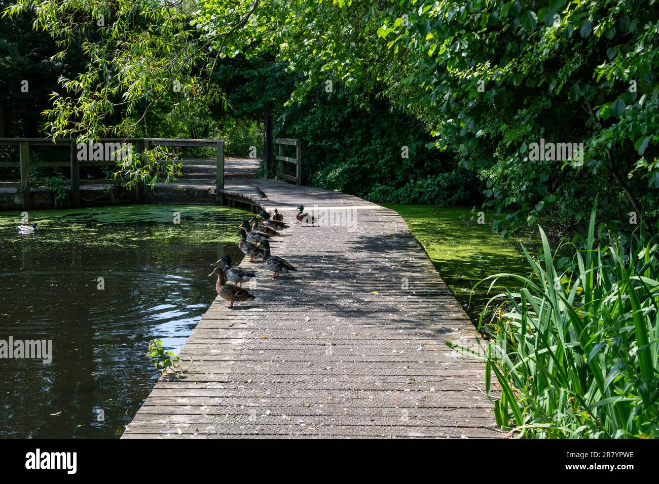 Red Dish vale Country Park, Stockport, Greater Manchester, Inghilterra. Foto Stock