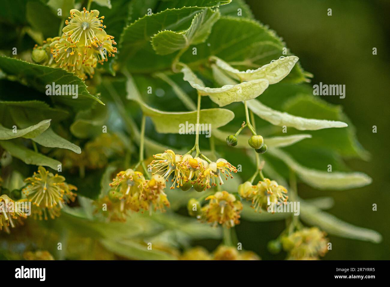 Linden o tiglio in fiore nel mese di giugno durante una giornata piovosa, primo piano Foto Stock