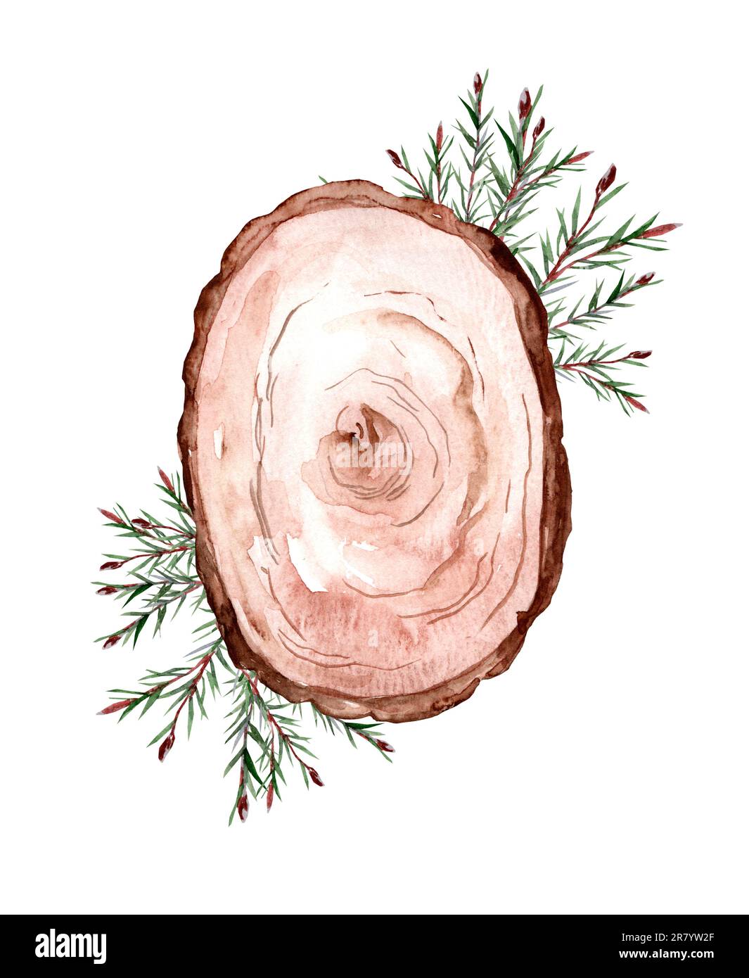 Sezione di albero di legno invecchiato spaccato con struttura e rami di abete rosso. illustrazione acquerello Foto Stock