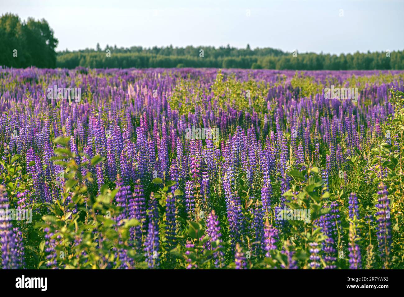 lupini viola nel campo Foto Stock