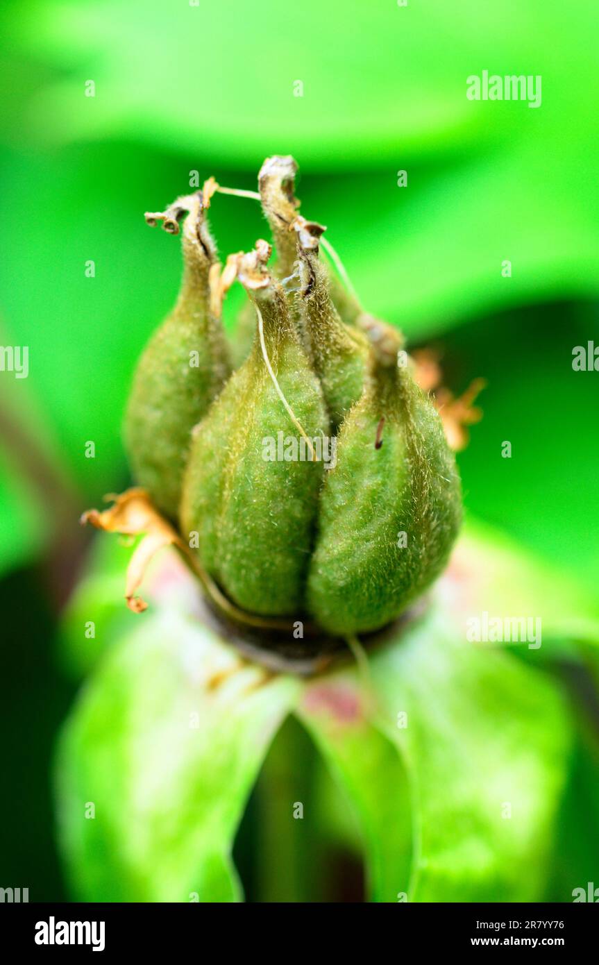 Baccelli del seme di peonia Foto Stock