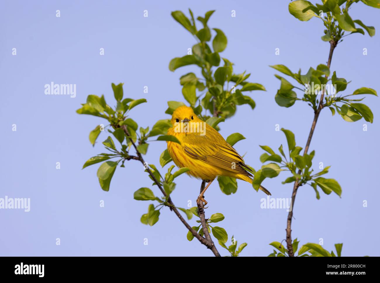 Il guerraero giallo arroccato sul ramo che cantava fuori in primavera a Ottawa, Canada Foto Stock