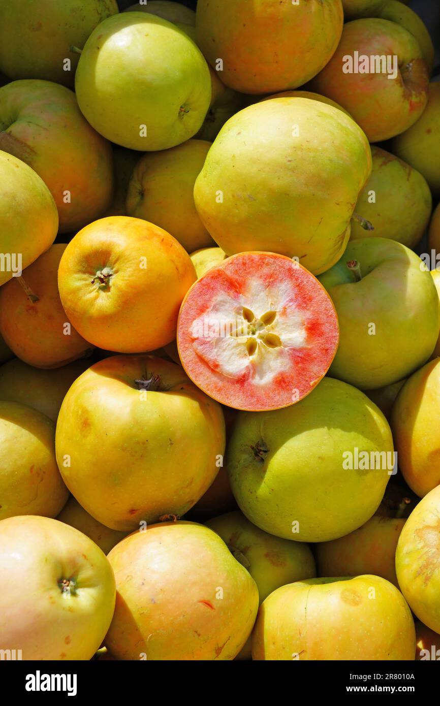 Rosa Punch mele con carne rosa in un mercato contadino Foto Stock