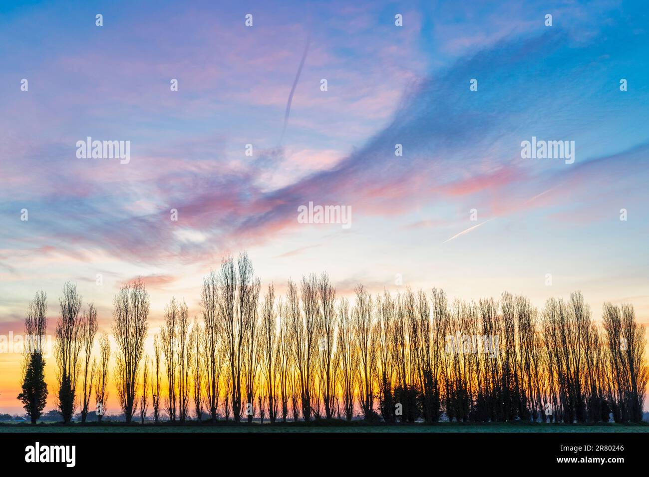 Scena invernale, fila di alberi di pioppo senza fronde nella campagna del Kent con il coloratissimo cielo dell'alba alle spalle. Il cielo cambia da giallo arancione a blu con una nuvola. Foto Stock