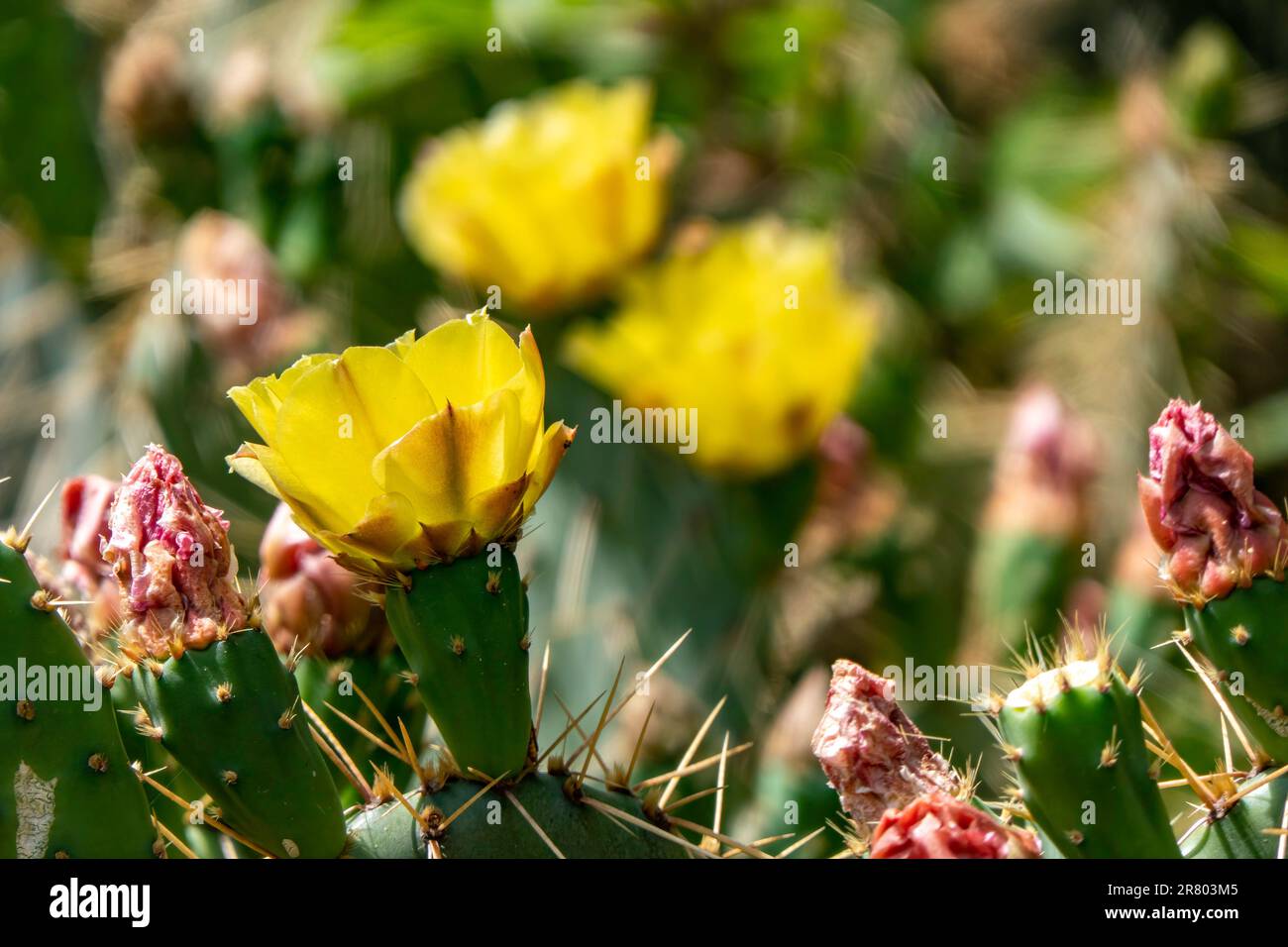 Fiori gialli luminosi di cactus di pera di Prickly Opuntia closeupbetween foglie verdi di Prickly Foto Stock