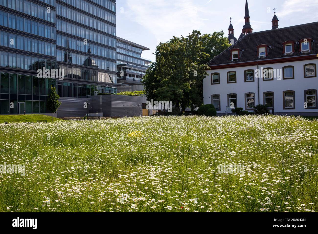 Prato con fiori in fiore di fronte alla Torre Lanxess e l'Abbazia Deutz nel distretto Deutz, Colonia, Germania. Wiese mit bluehenden Blumen v Foto Stock