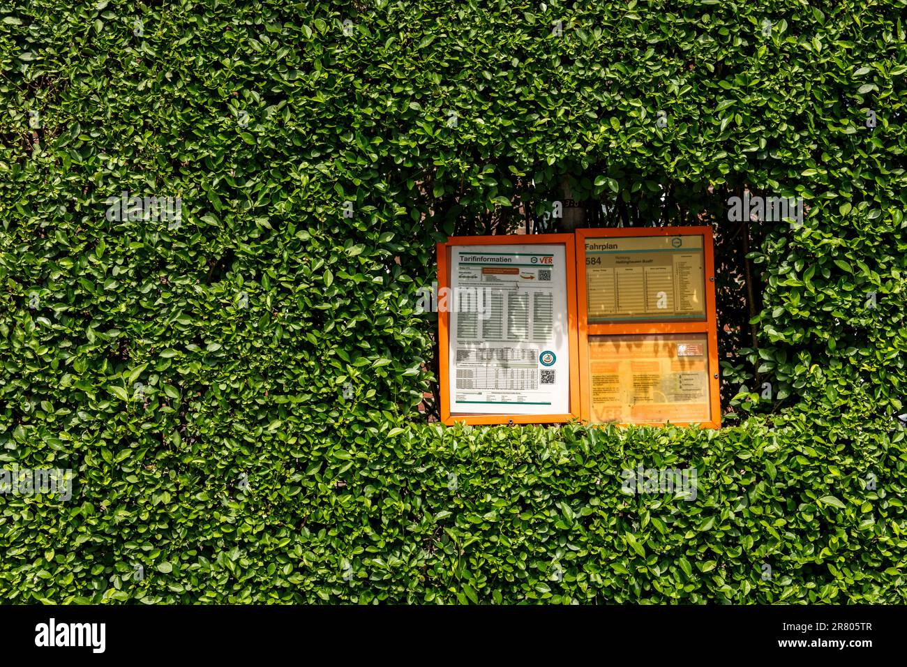 Hedge con orario autobus tagliato gratuitamente a una fermata a Gevelsberg-Silschede, Renania settentrionale-Vestfalia, Germania. Hecke mit freigeschnittenem Busfahrtplan an an Foto Stock