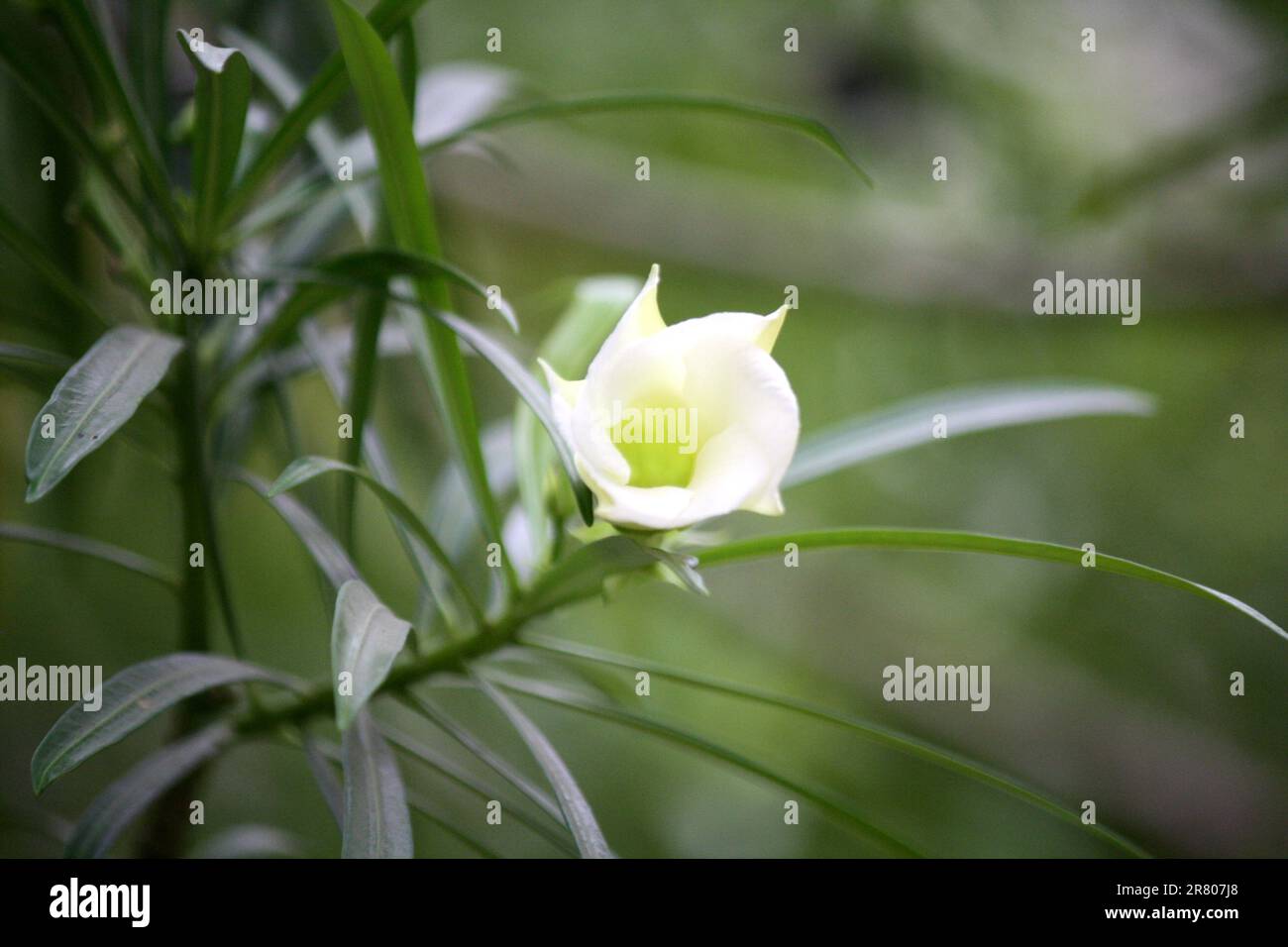 Fiori di Oleandro bianco (Cascabela Thevetia) tra foglie verdi : (pix Sanjiv Shukla) Foto Stock