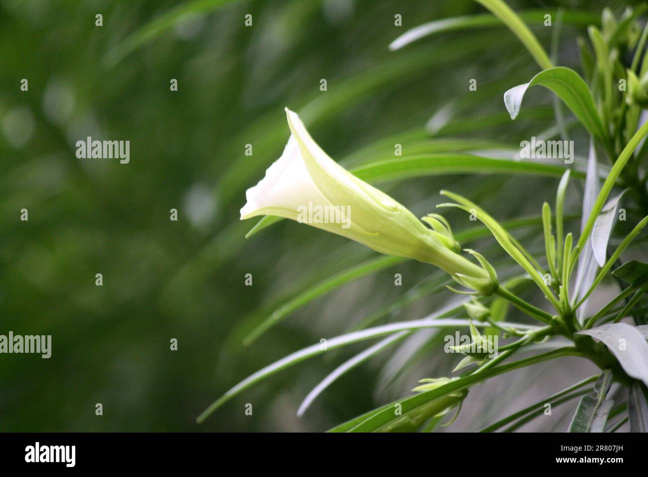 Fiori di Oleandro bianco (Cascabela Thevetia) tra foglie verdi : (pix Sanjiv Shukla) Foto Stock