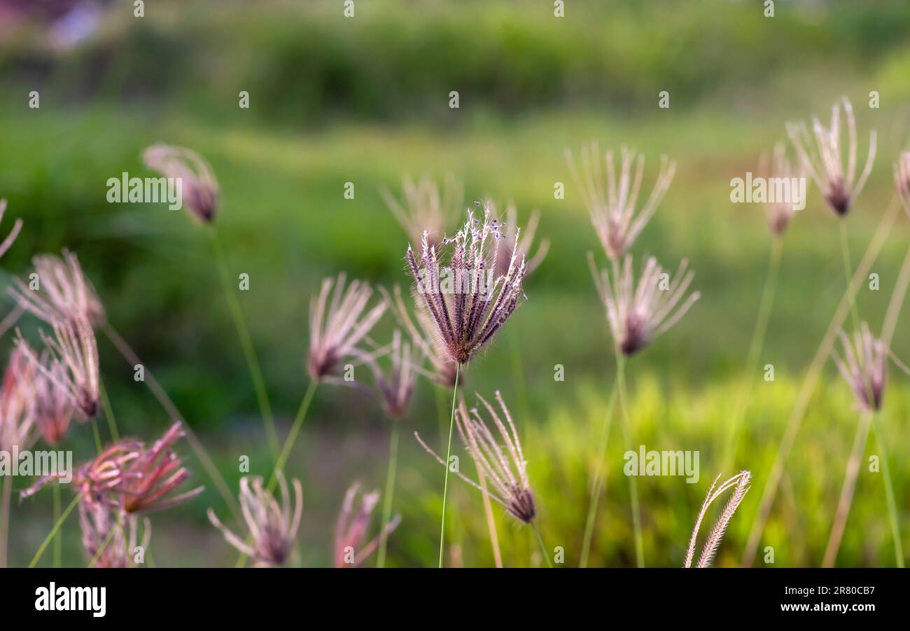 Chloris virgata, fingergrass piuma, erba di Rodi piuma, messa a fuoco selezionata, per sfondo naturale e wallapaper Foto Stock