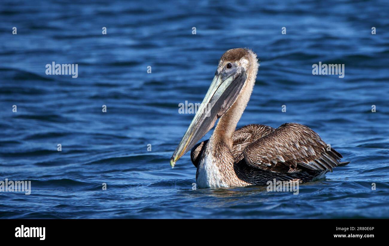 Un pellicano marrone immaturo che galleggia su un oceano blu con increspature Foto Stock