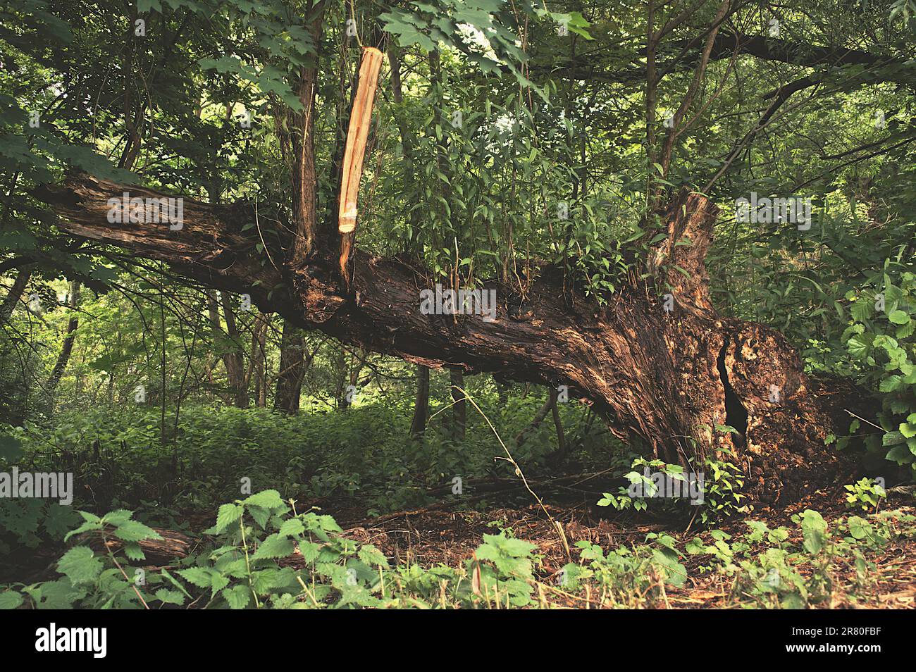 Albero morto in una foresta tedesca Foto Stock