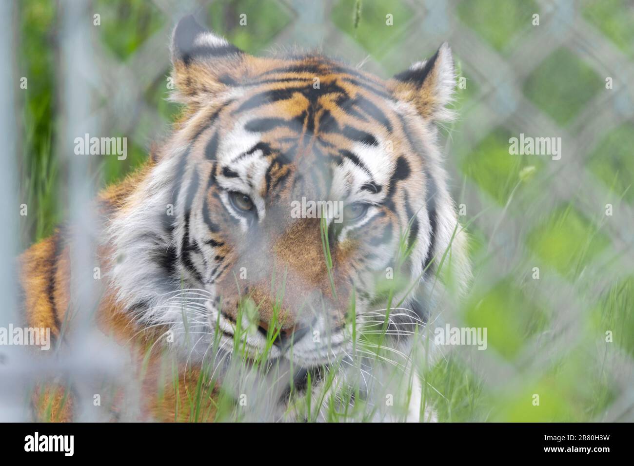 tigre amur sdraiata nell'erba guardando la telecamera attraverso la recinzione di chainlink Foto Stock