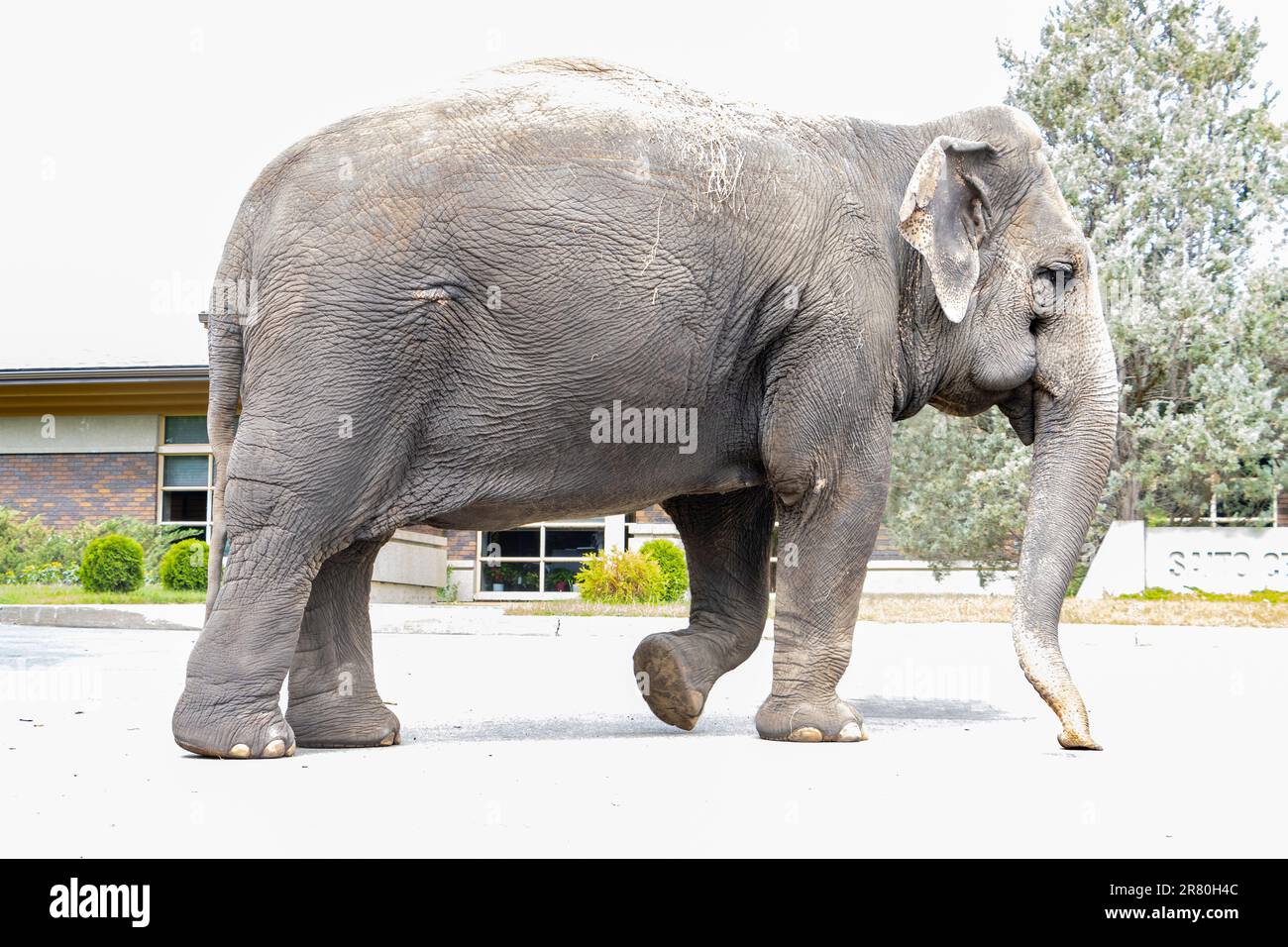 profilo laterale dell'elefante che cammina accanto a un edificio Foto Stock