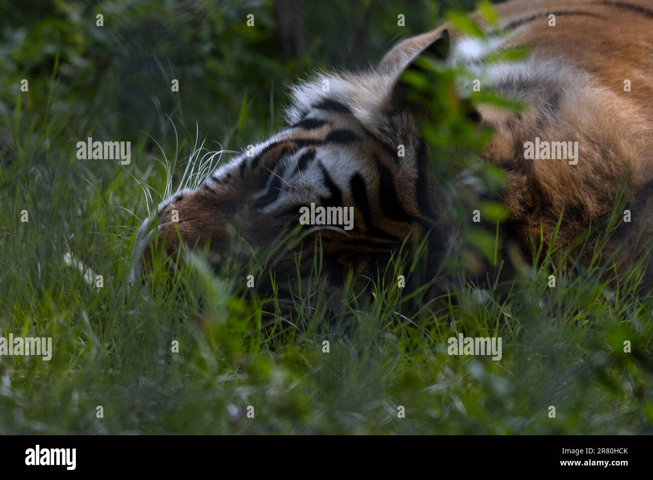 primo piano della tigre che giace nell'erba Foto Stock