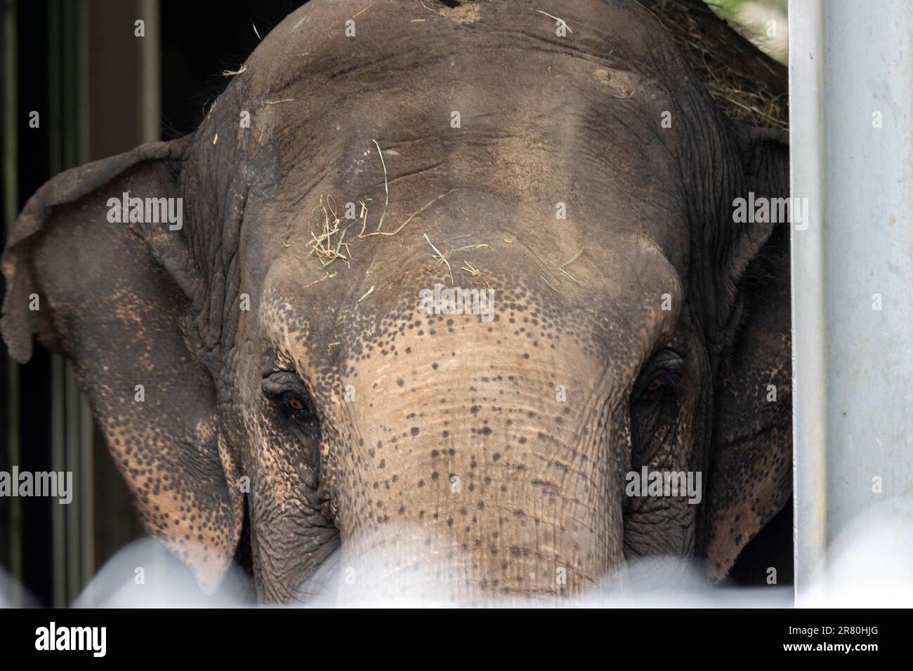 In prossimità della faccia dell'elefante Foto Stock