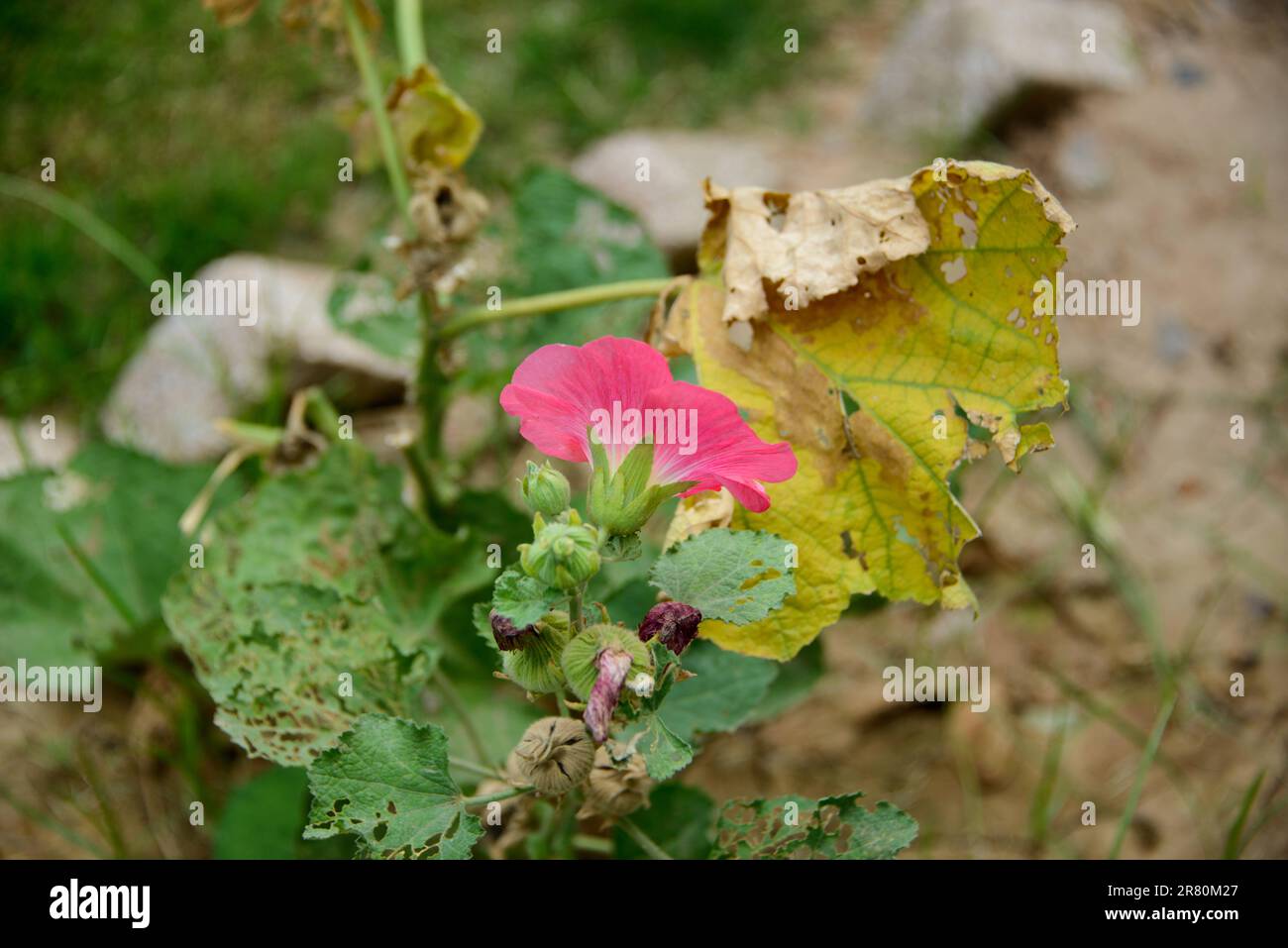 Ollyhocks rosa rosso che cresce in un giardino Foto Stock