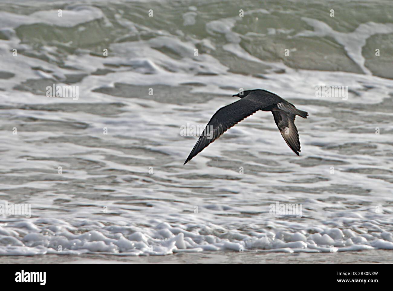 Skua artica (Stercorarius parasiticus) immatura in volo sul mare Eccles-on-Sea, Norfolk, UK. Settembre Foto Stock