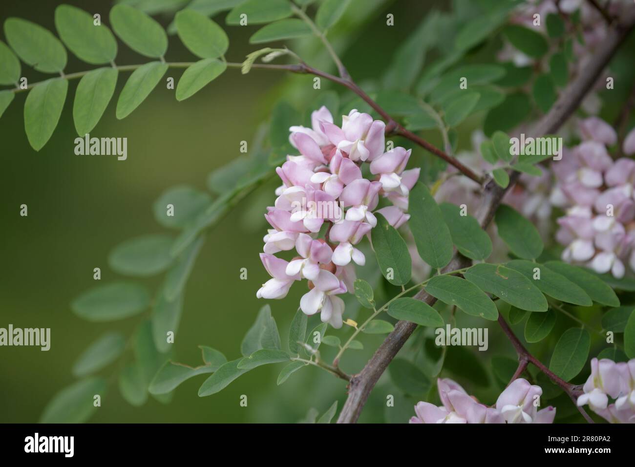 Robinia hispida. Ramo con foglie e fiori di Rosa-acacia. Mazzi di fiori rosa di locusta di muschio in piena fioritura Foto Stock