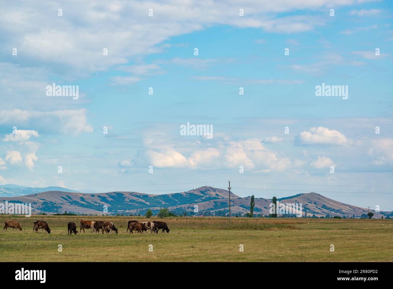 Mucche sul pascolo nella valle di Pelagonia, Macedonia settentrionale Foto Stock