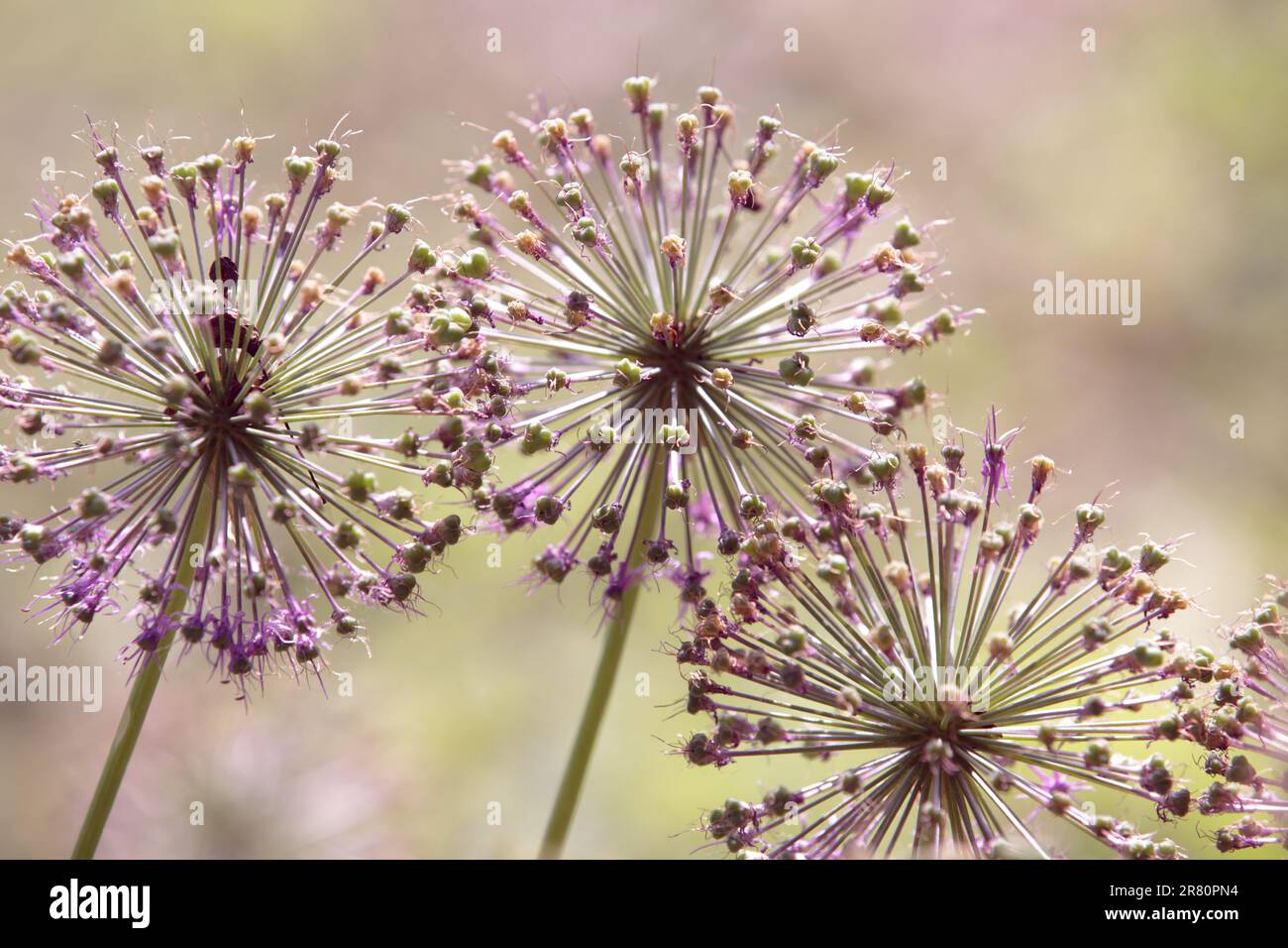 Allium Giganteum svanisce. Fine della fioritura, testa di fiore viola, cipolla ornamentale gigante in giardino, cipolla ornamentale con grandi teste rotonde di flo viola Foto Stock