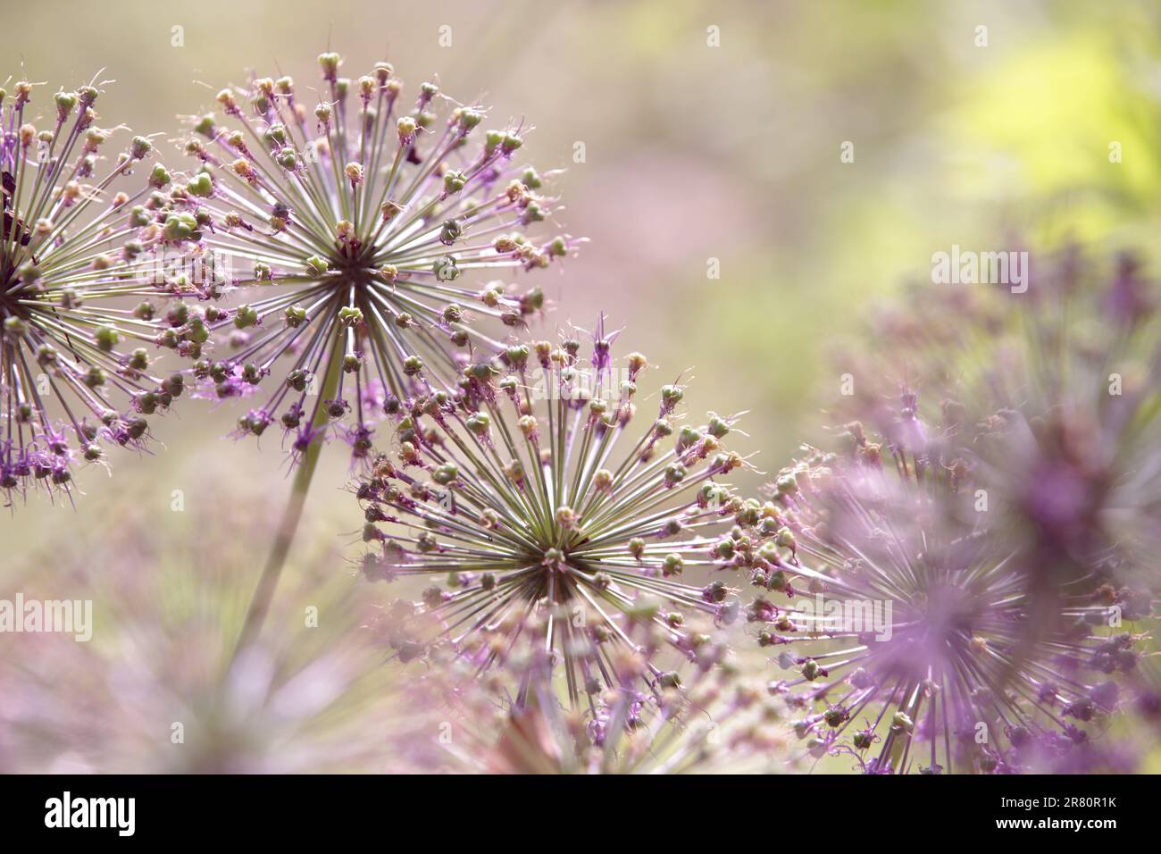 Allium Giganteum sbiadimento, testa di fiore viola, cipolla ornamentale gigante in giardino, cipolla ornamentale con grandi teste rotonde di fiori viola Foto Stock