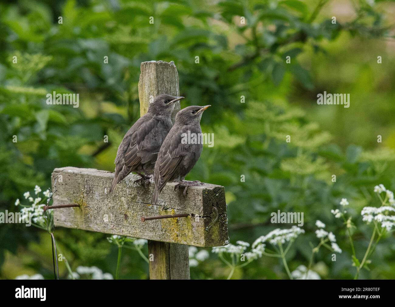 Un paio di piccoli Starlings (Sturnus vulgaris) di recente lancio, seduto su un palo in un giardino dell'Essex . REGNO UNITO Foto Stock