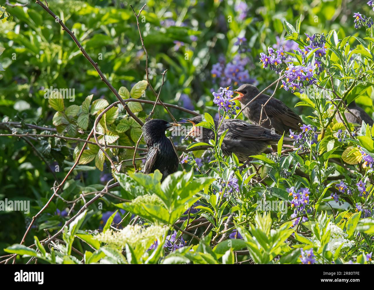 Un gruppo di giovani Starlings (Sturnus vulgaris), di recente a tutti gli effetti, che litigano per l'attenzione delle mamme, in un albero di patate in un giardino dell'Essex. REGNO UNITO Foto Stock